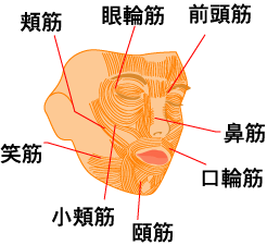 十条 東十条のフィットネスジム ストレッチ フィットネス24